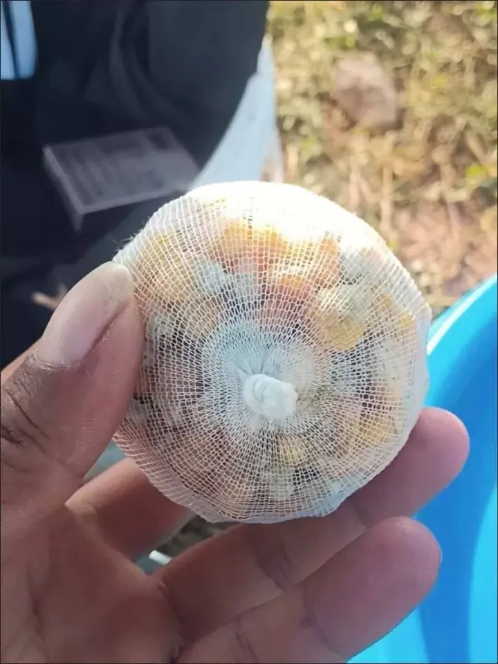 Bait ball wrapped in water-soluble PVA mesh ready to cast